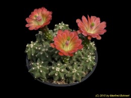 Echinocereus triglochidiatus ssp. mojavensis f. inermis 853